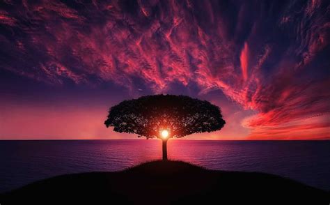 Sunrise Tree Wallpapers - 4k, HD Sunrise Tree Backgrounds on WallpaperBat