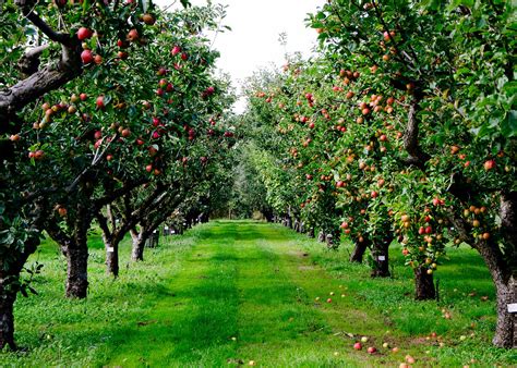 11 Most Popular Fruit Trees And Their Benefits | My Decorative