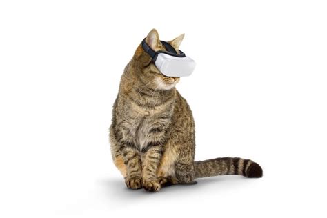 Isobar’s Cat VR Powers Game-Changing Content For Australian Zoos - B&T