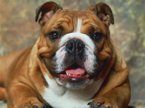 Everything about your English Bulldog - LUV My dogs