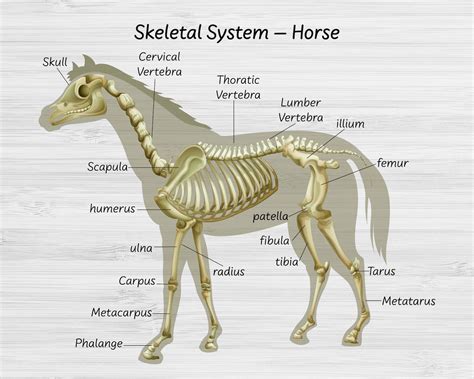 Science horse skeletal system Horse Body Parts Explain | Etsy