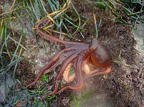 Pacific Northwest Tree Octopus - Cryptid Wiki