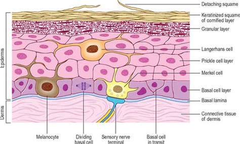 Keratinocytes of the Epidermis Are Usually Present for About