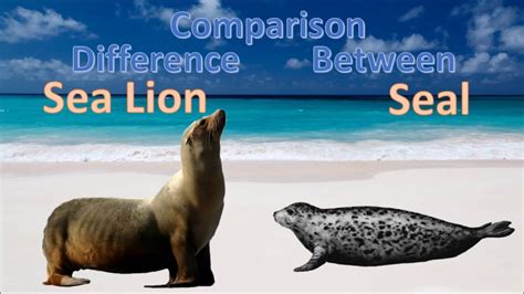 10 Structual Difference Between Seal and Sea Lion with Similarities ...