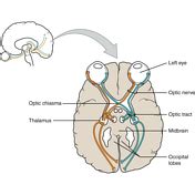 Optic Chiasm Anatomy - Anatomy Reading Source