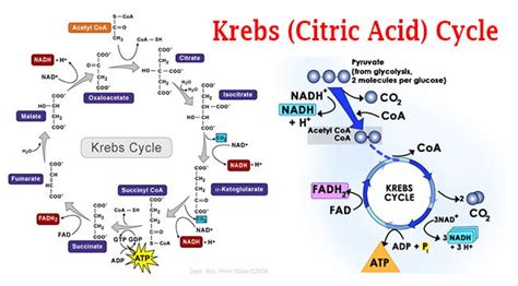 Krebs (Citric Acid) Cycle Steps by Steps Explanation - Microbiology ...