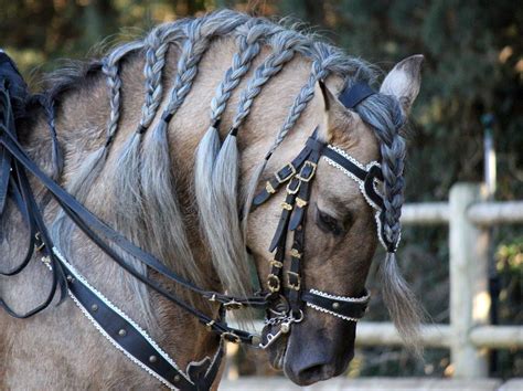 Photos - merveillous-etalon-iberique | Horses, Beautiful horses, Horse ...