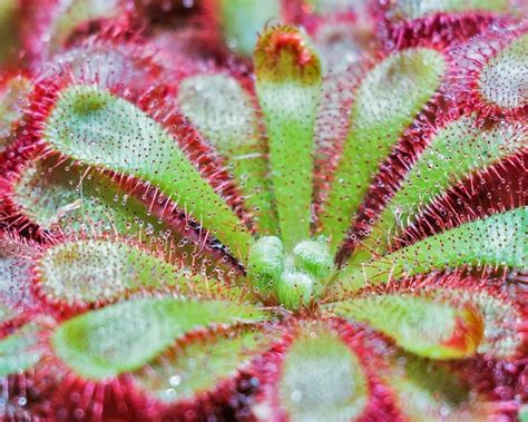 How to grow Sundew Plants