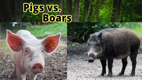 Pigs vs. Boars: How to Distinguish Them??? - YouTube