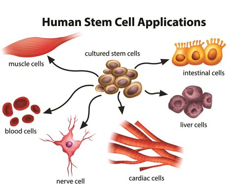 What are the potential uses of human stem cells?