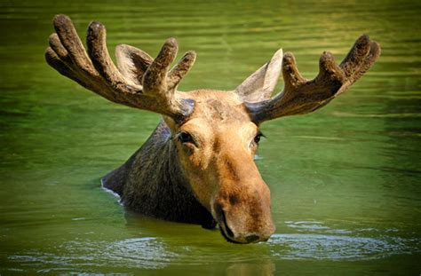 Top Colorado Wildlife Sightings | Vail Colorado | TImberlineTours