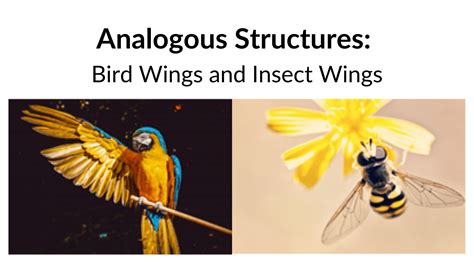 Analogous structures - Definition and Examples | Biology Online