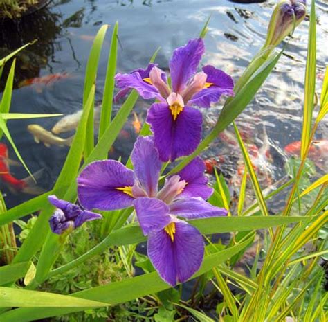 Flowering Marginal Pond Plants - Hydrosphere Water Gardens