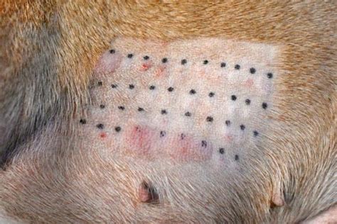 My Dog Has Hives - Hives in Dogs - Symptoms, Causes And Home Remedies