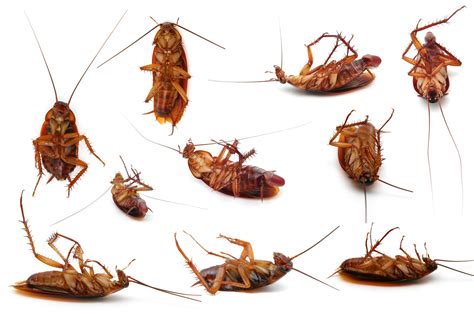 How to get rid of Roaches - Cockroach - Pest Control Huntington, NY