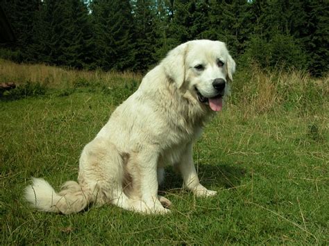 Polish Tatra Sheepdog Info, Temperament, Puppies, Pictures