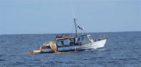 Giant Squid attacks Taranaki vessel - Egmont Seafoods