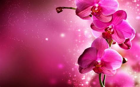 Orchid - Flowers Wallpaper (34014998) - Fanpop