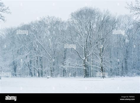 Forest in winter under the snow,Rotterdam,Netherlands Stock Photo - Alamy