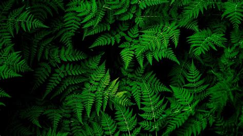 1366x768 Wallpaper leaves, plant, green | Green leaf wallpaper, Green ...