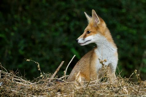 Fox Cubs Enjoying the Summer | Everything is Permuted