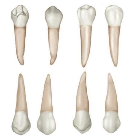 4: Occlusal aspect of maxillary first premolar (left); maxillary left ...