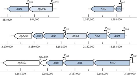 Histidine biosynthesis, its regulation and biotechnological application ...