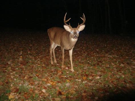 November 7th Deer Photos