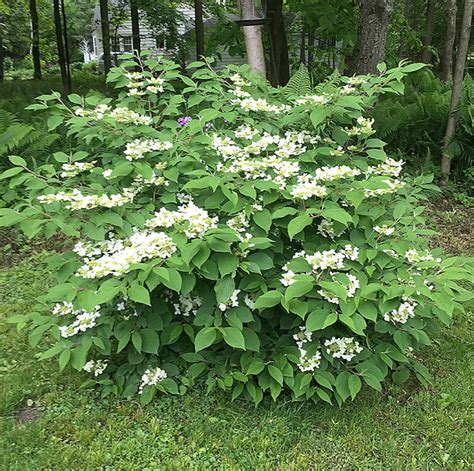 Pruning Viburnum Mariesii - Unique Some