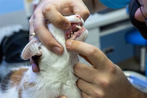 cat gum abscess home treatment - Dishy Microblog Gallery Of Photos