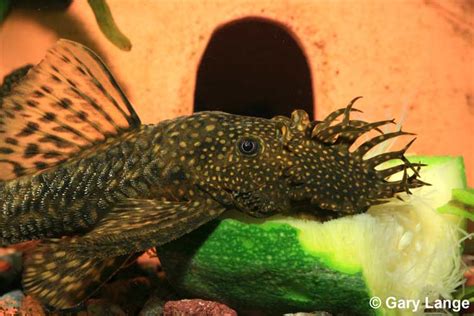 Bristlenose Pleco – Keeping Tropical Fish