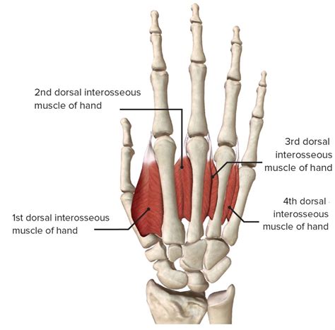 Lumbricals And Interossei Of Hand