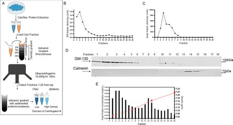 Iodixanol gradient fractionation of proteasome complexes and quality ...