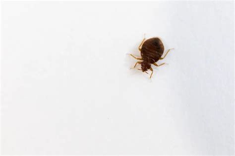 How Big Are Bed Bug Eggs? - pestwhisperer.com