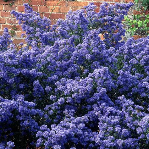 Ceanothus 'Puget Blue' Californian lilac 'Puget Blue' | Blue flowering ...