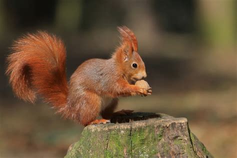 38+ Types of Squirrels - Field Guide (Names, Photos and More) - Outforia