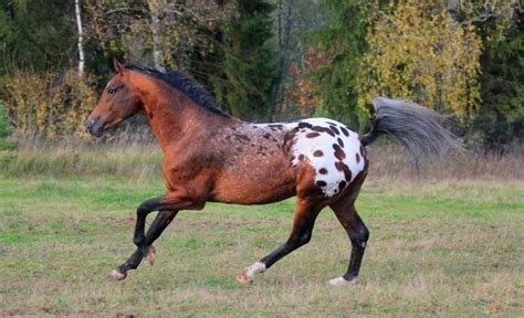 bay spotted blanket - Knabstrupper stallion Heartbreaker | colours ...