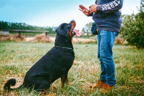 How to train your dog to stop barking – Anything Pawsable