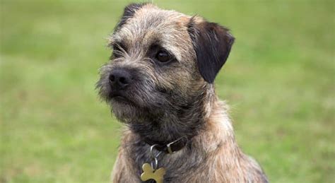 Spotlight Breed: Affen Border Terrier - Hot Dog on a Leash