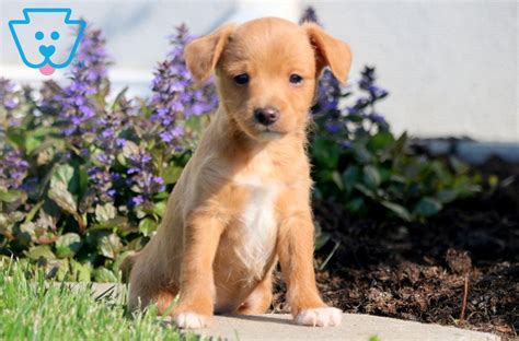 Fox Terrier Mix Puppies for Sale - Keystone Puppies