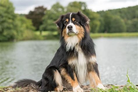 Great Pyrenees Australian Shepherd Mix Facts - Weary Panda