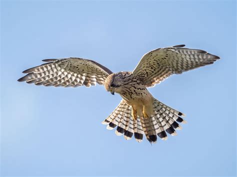 Kestrel Hovering: A Complete Guide | Birdfact