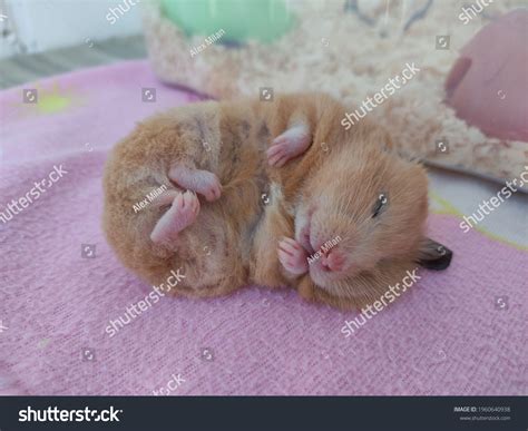 995 Sleeping Hamster Stock Photos, Images & Photography | Shutterstock