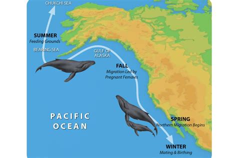 Whale Migration California 2024 - Tess Abigail