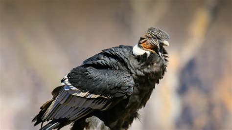 Andean Condor | San Diego Zoo Animals & Plants