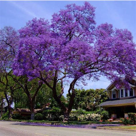 BEAUTIFUL 30 Jacaranda mimosifolia Blue Jacaranda The Fern Tree Seeds ...