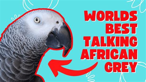 Worlds Best Talking African Grey Parrot Being Hilarious, 45% OFF