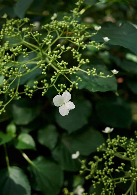 10 climbing hydrangea varieties 🌿 🌼 A comprehensive guide to choices