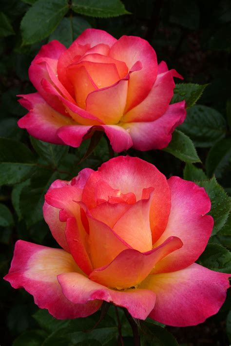 can hybrid tea roses be grown in containers #Hybridtearoses | Beautiful ...