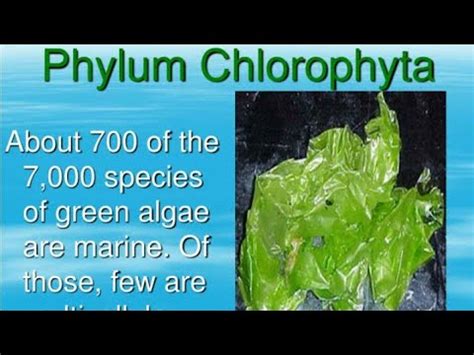 Explain Chlorophyta (Green Algea) Structure And Reproduction Of ...